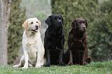 LABRADOR 700